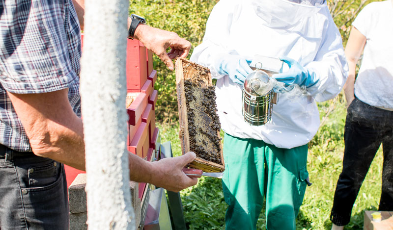 Imker am Bienenstock Imker mit Bienenwabe