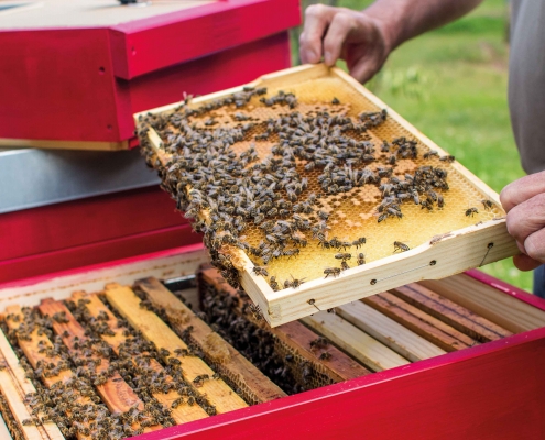 Nahaufnahme einer Bienenwabe. Herr Kühn hält eine Bienenwabe in seinen Händen. Bienenwabe-mit-Bienen