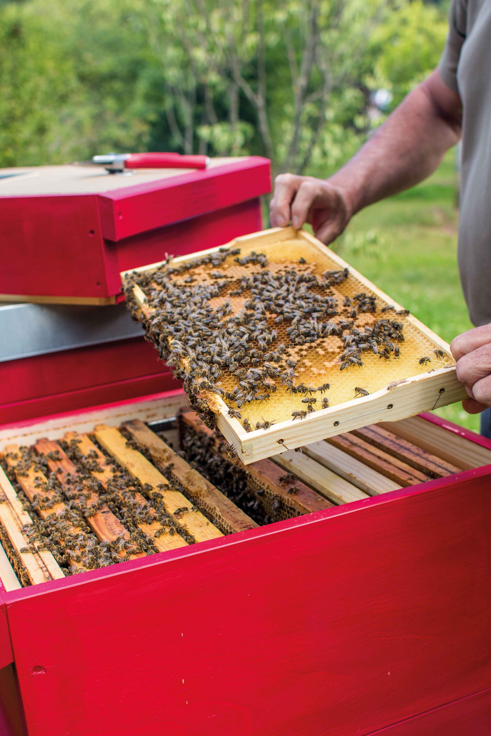 Nahaufnahme einer Bienenwabe. Herr Kühn hält eine Bienenwabe in seinen Händen. Bienenwabe-mit-Bienen