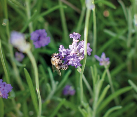 Nektar schlürfende Biene Bienean Blüte