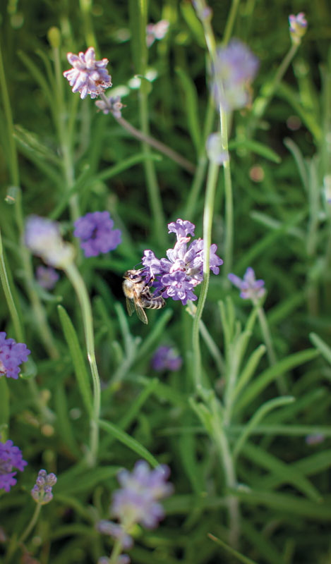Nektar schlürfende Biene Bienean Blüte