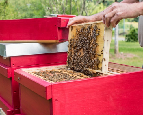 Bienenwabe Bienenwabe-mit-Bienen