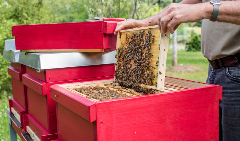 Bienenwabe Bienenwabe-mit-Bienen