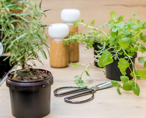 Nougat Creme Becher Upcycling: DIY Kräutergarten