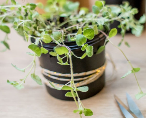 DIY Krautergarten