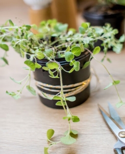 DIY Kraeutertopf aus Nougat Creme Becher