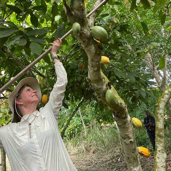 Corinna bei der Kakaoernte Geschäftsführerin Corinna Wartenberg erntet Kakaofrüchte vom Baum
