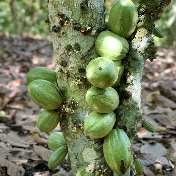 Kakaobaum Grüne Kakaofrüchte wachsen am Baum