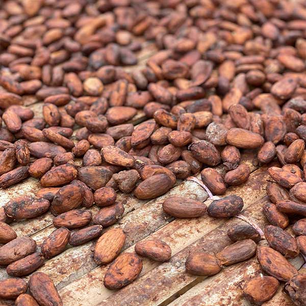 Kakaobohnen-im-Fermentationszentrum Kakaobohnen während der Trocknung im Fermentationszentrum
