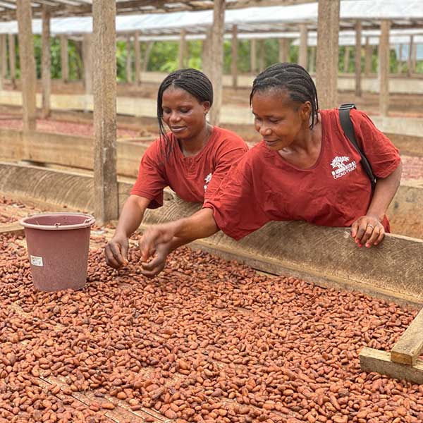 Kakaobohnen-werden-getrocknet-und-sortiert Cacao-Trace Mitarbeiterinnen lesen Kakaobohnen während der Trocknung aus