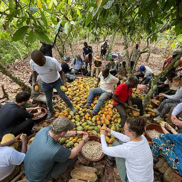 Nach-der-Kakaoernte Cacao-Trace Mitarbeitende nach der Kakaoernte