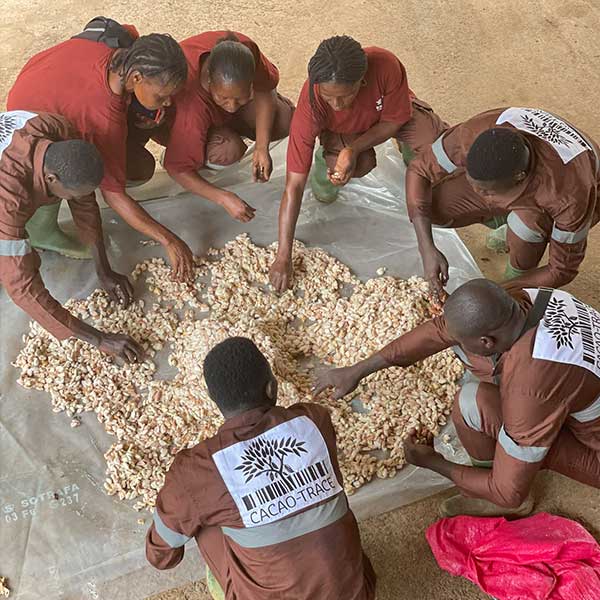 Sortierung-frischer-Kakaobohnen Cacao-Trace Mitarbeiter sortieren Kakaobohnen