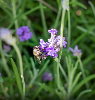 Bienen