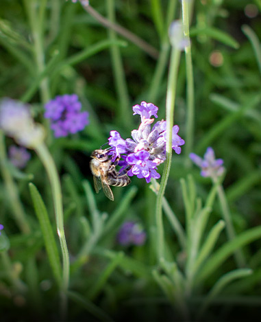 Bienen